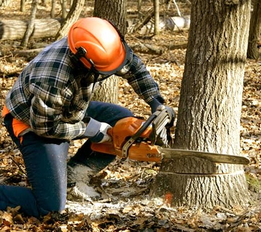 Tree Removal in Vega, TX